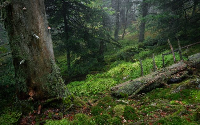 Frederic Demeuse-Forgotten Places-primary forest-autumn
