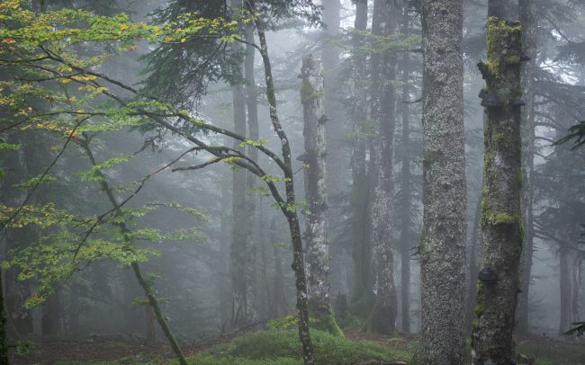 Frederic Demeuse-Forgotten Places-primary forest-mist
