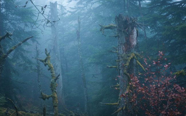 Frederic Demeuse-Forgotten Places-primary forest-secret garden