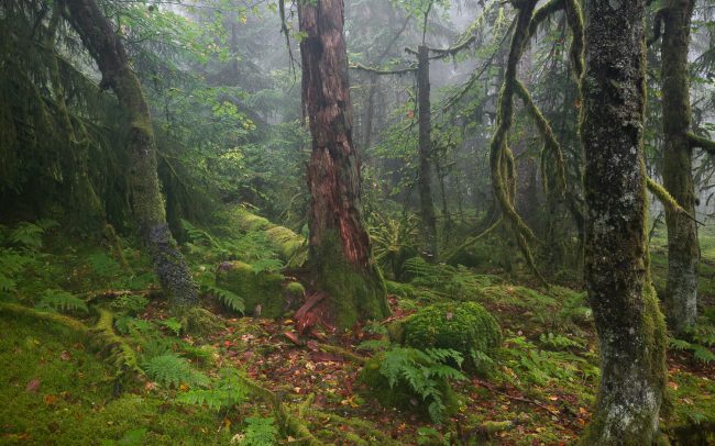 Frederic Demeuse-Forgotten Places-primary forest-secret garden-2