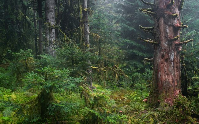 Frederic Demeuse-Forgotten Places-primary forest-secret garden