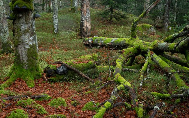 Frederic Demeuse Photography-Primary rainforest-3