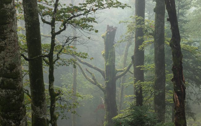 Frederic Demeuse Photography-Primary rainforest