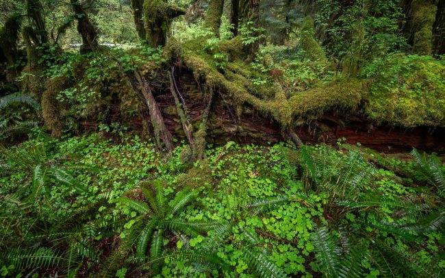 Frederic Demeuse Photography-Temperate rainforest