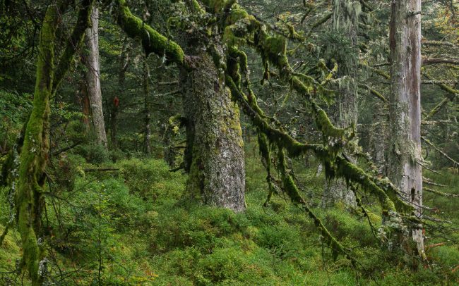 Frederic Demeuse Photography-primary forest
