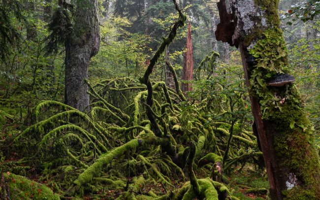 Frederic Demeuse-primary forest-secret garden
