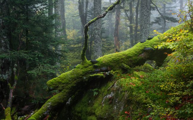 Frederic Demeuse-primary forest-secret garden-10