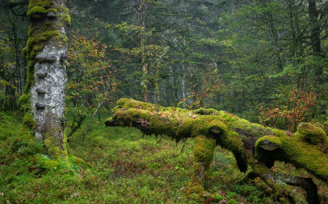 Frederic Demeuse-primary forest-secret garden-12