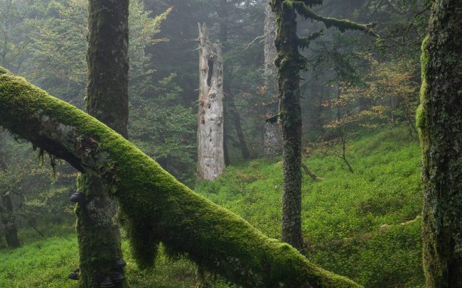 Frederic Demeuse-primary forest-secret garden-13