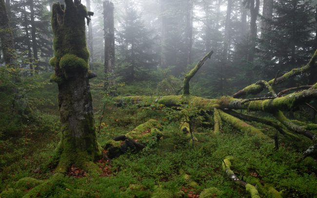 Frederic Demeuse-primary forest-secret garden-14