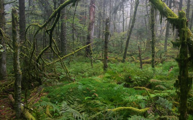 Frederic Demeuse-primary forest-secret garden-16