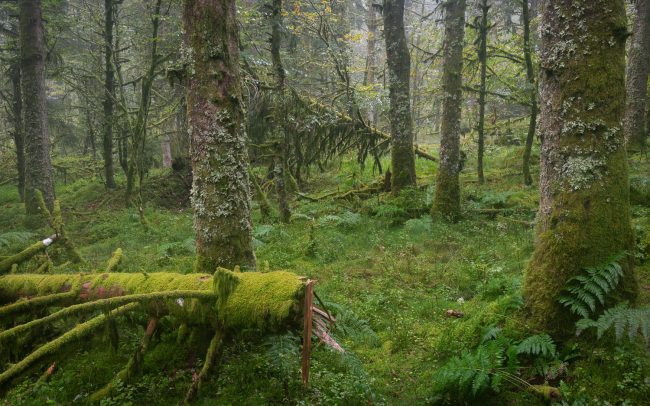 Frederic Demeuse-primary forest-secret garden-17