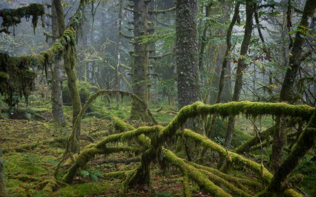 Frederic Demeuse-primary forest-secret garden-23