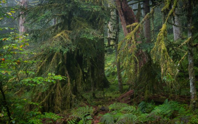Frederic Demeuse-primary forest-secret garden-24