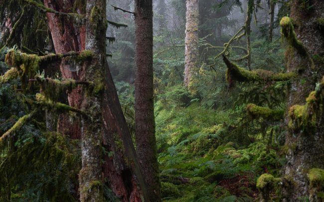 Frederic Demeuse-primary forest-secret garden-26