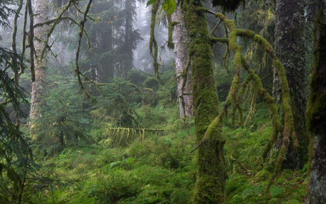 Frederic Demeuse-primary forest-secret garden-27