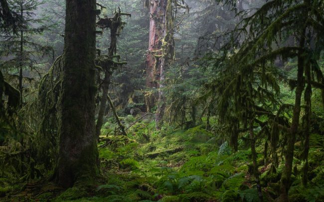 Frederic Demeuse-primary forest-secret garden-29