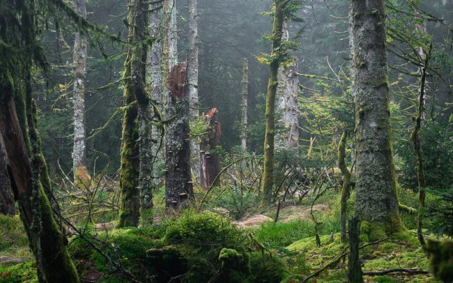 Frederic Demeuse-primary forest-secret garden-32