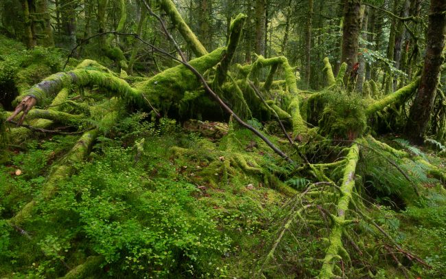 Frederic Demeuse-primary forest-secret garden-37