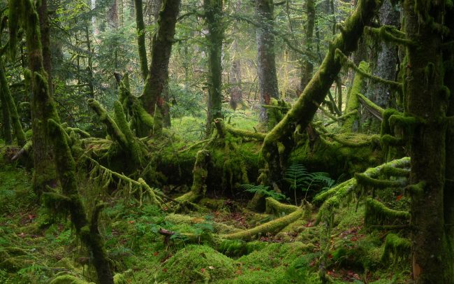 Frederic Demeuse-primary forest-secret garden-38