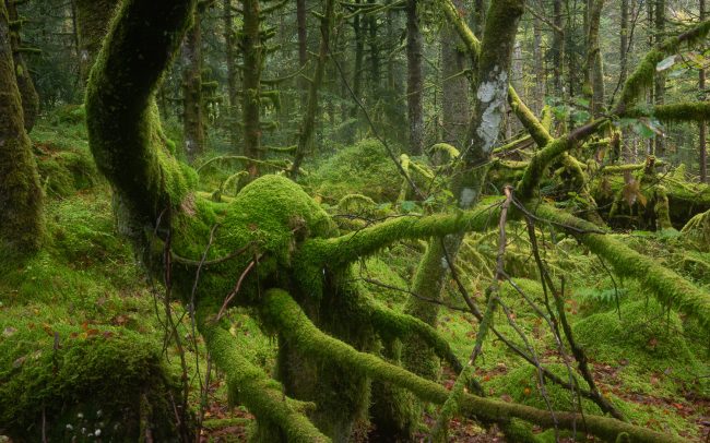 Frederic Demeuse-primary forest-secret garden-39