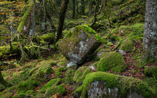 Frederic Demeuse-primary forest-secret garden-4