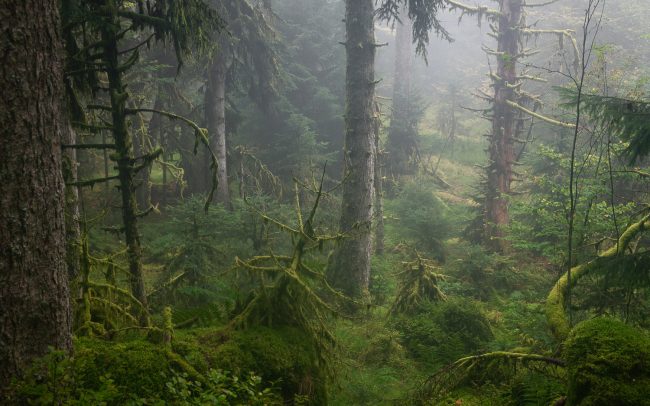 Frederic Demeuse-primary forest-secret garden-41
