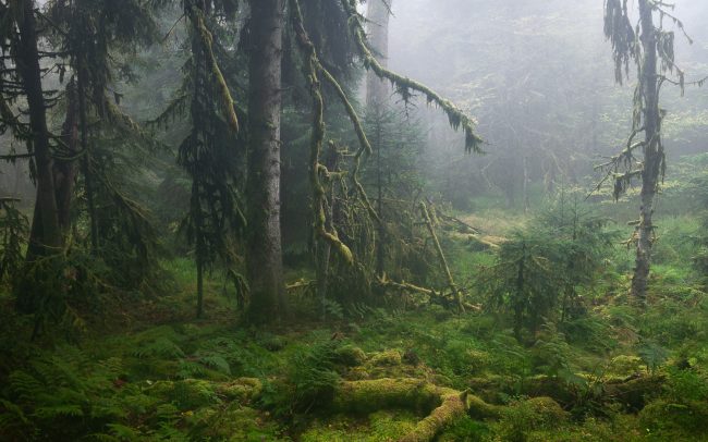 Frederic Demeuse-primary forest-secret garden-44