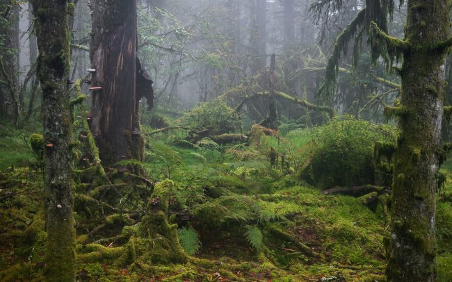 Frederic Demeuse-primary forest-secret garden-46