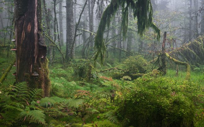 Frederic Demeuse-primary forest-secret garden-48