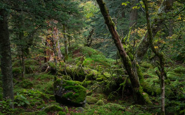 Frederic Demeuse-primary forest-secret garden-5