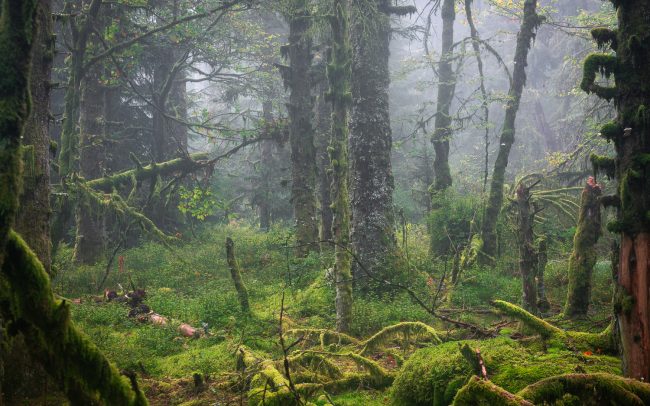 Frederic Demeuse-primary forest-secret garden-51