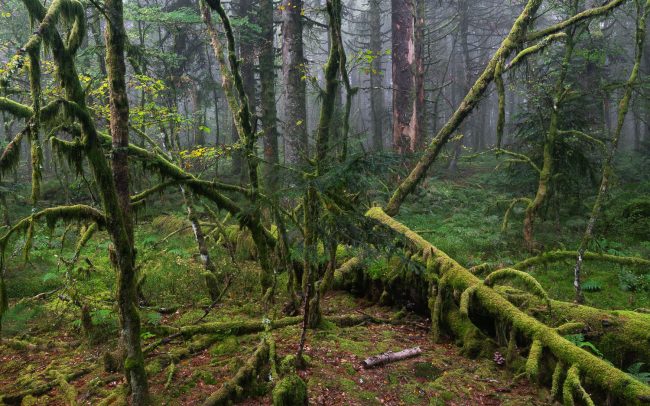 Frederic Demeuse-primary forest-secret garden-55