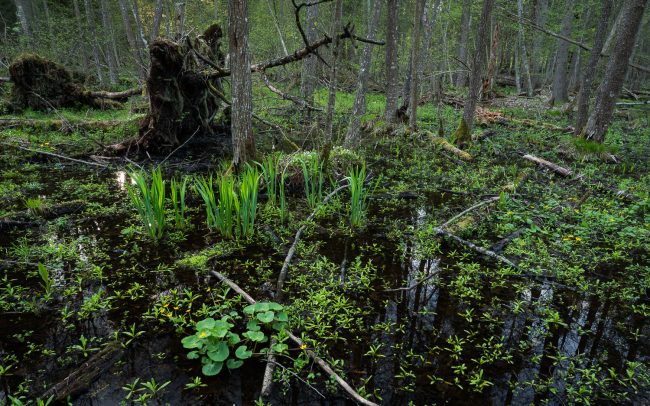 Frederic Demeuse Photography-Bialowieza Forest