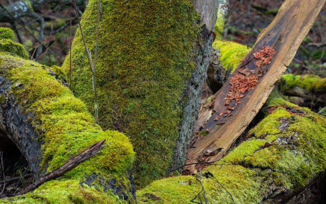 Frederic Demeuse Photographie