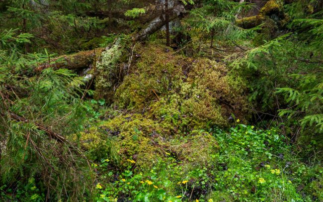 Frederic Demeuse Photography-Bialowieza Forest-6