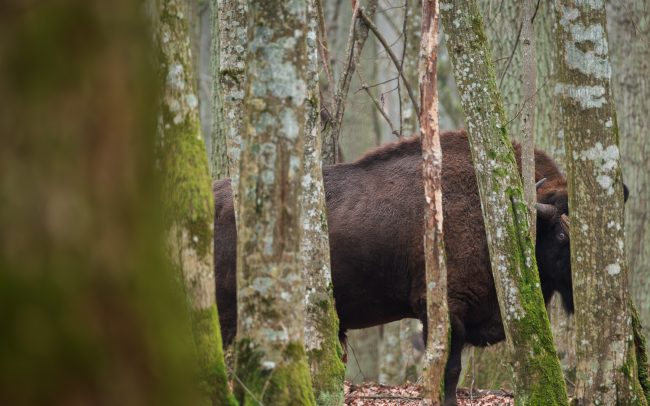 Frederic Demeuse Photographie