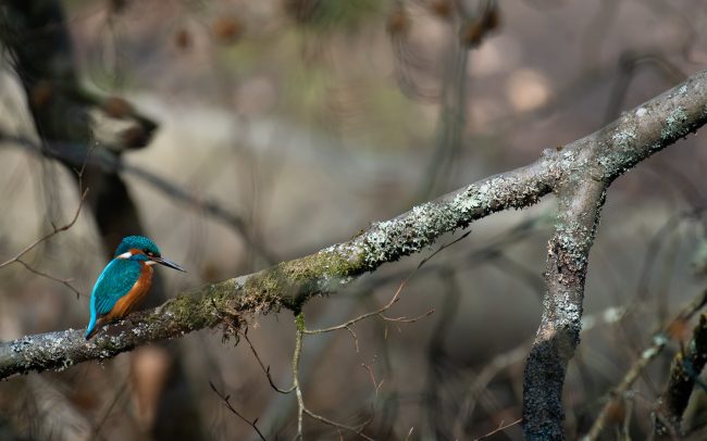 Frederic Demeuse Photography-European Kingfisher