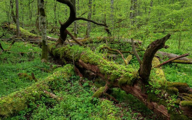 Frederic Demeuse Photography-Forgotten Places-Bialowieza