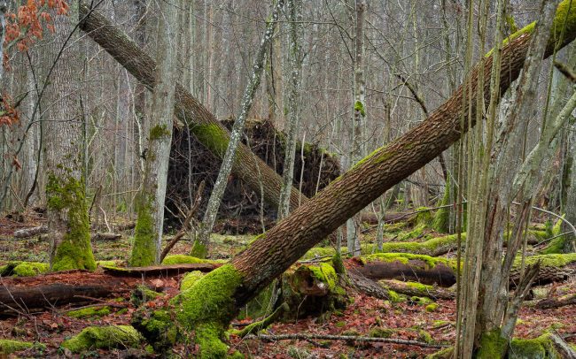 Frederic Demeuse Photography-Forgotten Places-Bialowieza Forest-Debowy grad