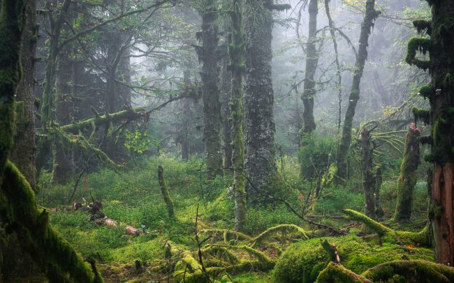 Frederic Demeuse Photography-Forgotten Places-Primeval forest