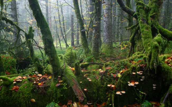 Frederic Demeuse Photography-Forgotten Places-Primeval forest-October