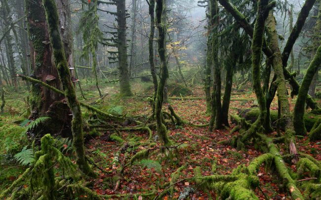 Frederic Demeuse Photography-Forgotten Places-Primeval old forest