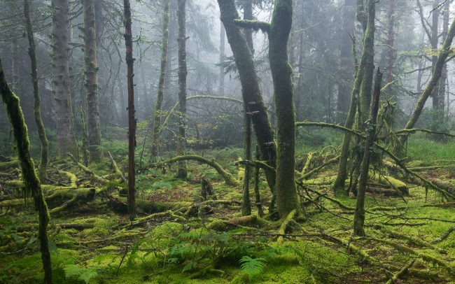 Frederic Demeuse Photography-Forgotten Places-Primeval woods