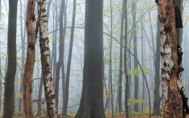 Frederic Demeuse Photography-Forgotten Places-Sonian Forest