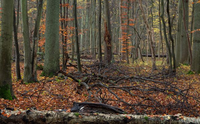 Frederic Demeuse Photography-Forgotten Places-Sonian Forest
