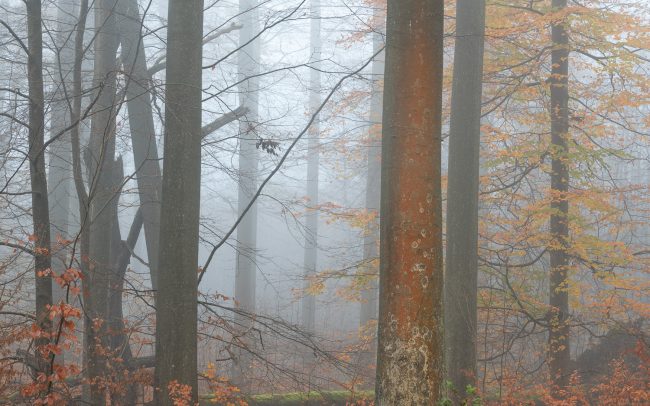 Frederic Demeuse Photography-Forgotten Places-Sonian Forest-beech