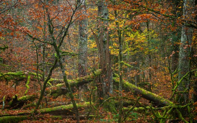 Frederic Demeuse Photography-Primary Forest