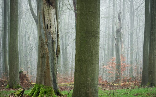 Frederic Demeuse Photography-Primary Forest