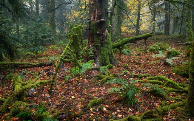 Frederic Demeuse Photography-Primary Forest